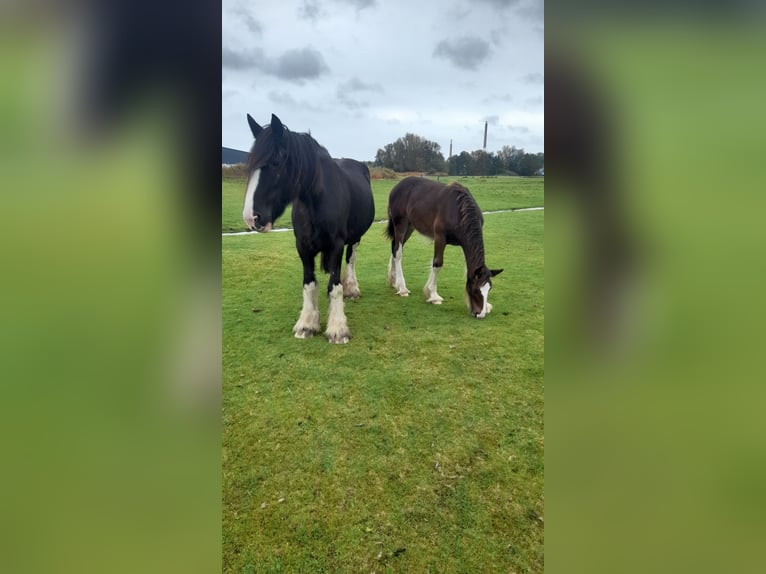 Shire / Shire Horse Giumenta 14 Anni 175 cm Morello in Nordenham