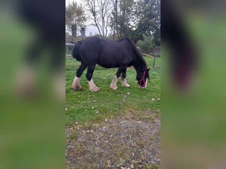 Shire / Shire Horse Giumenta 14 Anni 175 cm Morello in Nordenham