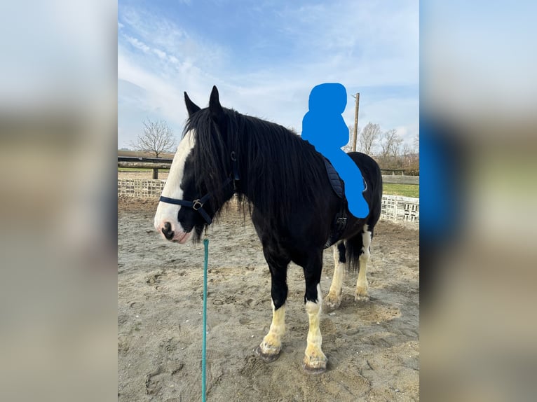Shire / Shire Horse Giumenta 14 Anni 180 cm Morello in Ried im Innkreis