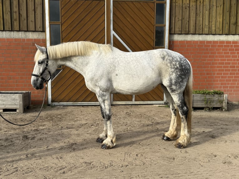 Shire / Shire Horse Mix Giumenta 14 Anni 188 cm Grigio pezzato in Groß Rönnau
