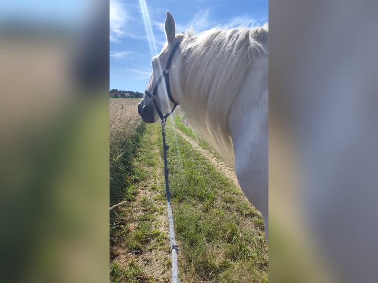 Shire / Shire Horse Giumenta 15 Anni 176 cm Grigio in Ried im Innkreis