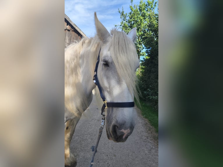 Shire / Shire Horse Giumenta 16 Anni 176 cm Grigio in Michaelnbach
