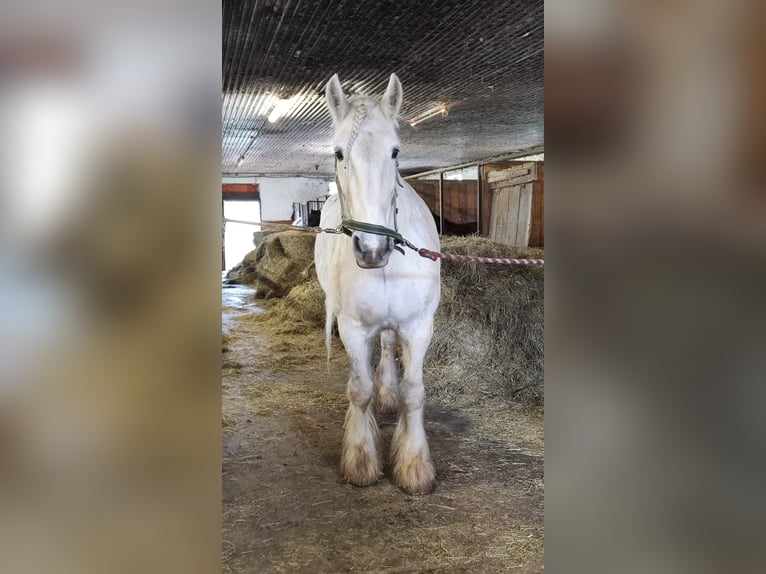 Shire / Shire Horse Giumenta 16 Anni 176 cm Grigio in Michaelnbach