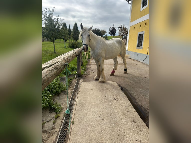 Shire / Shire Horse Giumenta 16 Anni 180 cm Grigio in Ried im Innkreis
