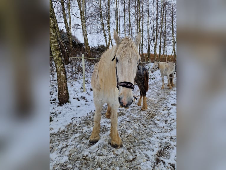 Shire / Shire Horse Giumenta 16 Anni 180 cm Grigio in Ried im Innkreis