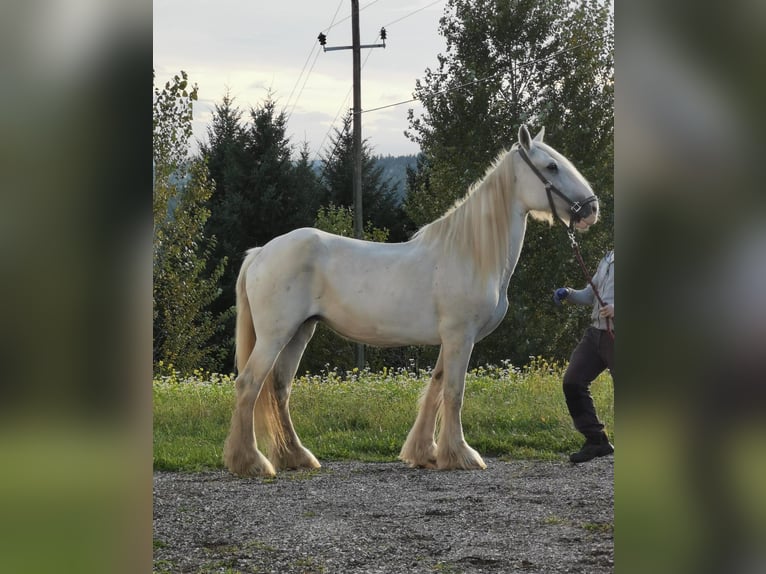 Shire / Shire Horse Giumenta 17 Anni 167 cm Grigio in Ried im Innkreis