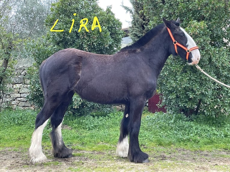 Shire / Shire Horse Giumenta 1 Anno 155 cm Morello in FINCA LOS CAÑALES