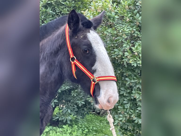 Shire / Shire Horse Giumenta 1 Anno 155 cm Morello in FINCA LOS CAÑALES