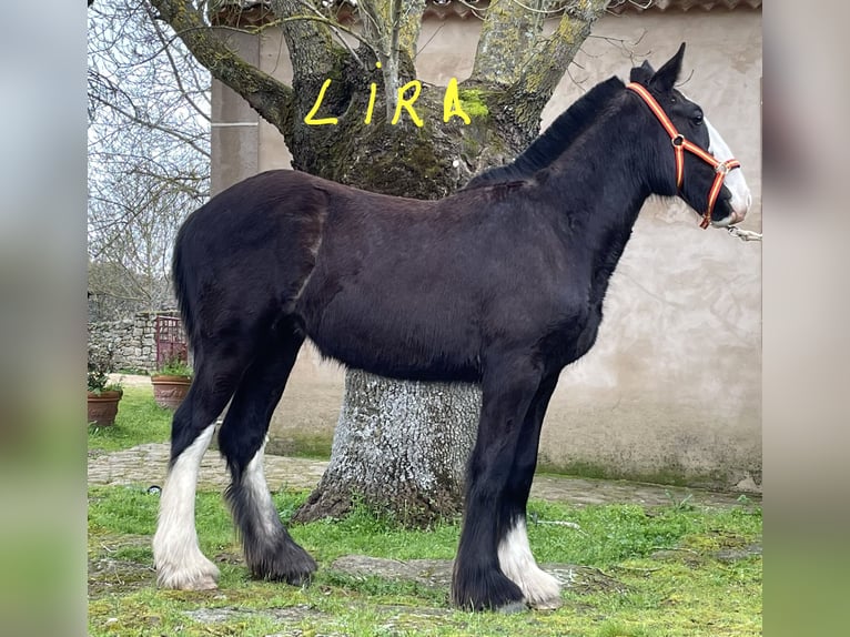 Shire / Shire Horse Giumenta 1 Anno 155 cm Morello in FINCA LOS CAÑALES