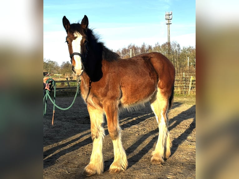 Shire / Shire Horse Giumenta 1 Anno Baio in Wittmund ArdorfWittmund