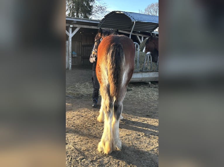 Shire / Shire Horse Giumenta 1 Anno Baio in Wittmund ArdorfWittmund