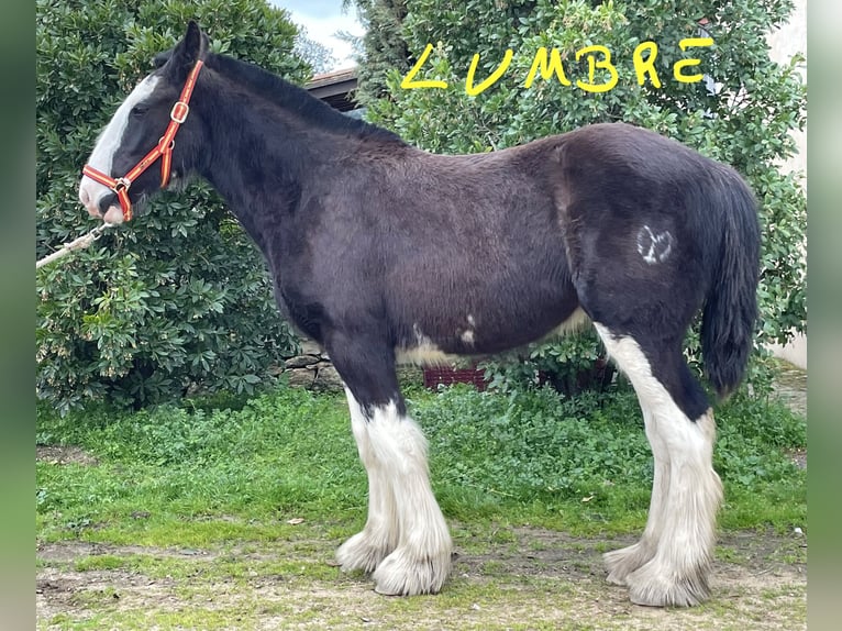 Shire / Shire Horse Giumenta 1 Anno  in YECLA DE YELTES