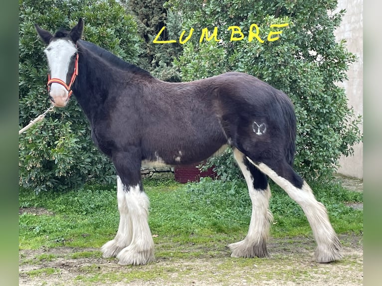 Shire / Shire Horse Giumenta 1 Anno  in YECLA DE YELTES