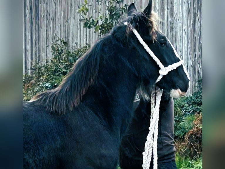 Shire / Shire Horse Giumenta 1 Anno  in whitchurch