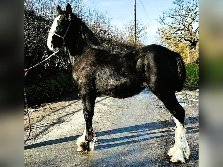 Shire / Shire Horse Giumenta 1 Anno  in whitegate