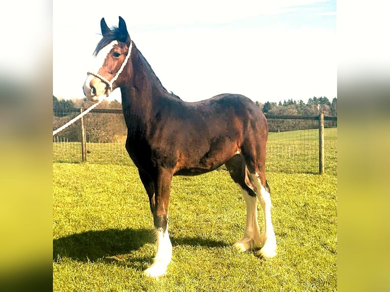 Shire / Shire Horse Giumenta 1 Anno  in marbury