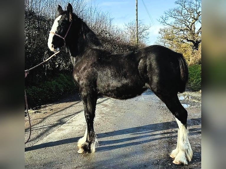 Shire / Shire Horse Giumenta 1 Anno  in whitegate