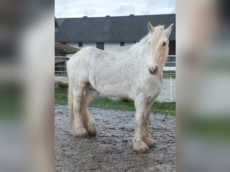 Shire / Shire Horse Giumenta 23 Anni 179 cm Grigio in Ried im Innkreis