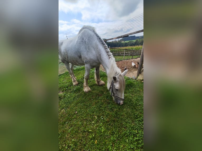 Shire / Shire Horse Giumenta 23 Anni 179 cm Grigio in Ried im Innkreis