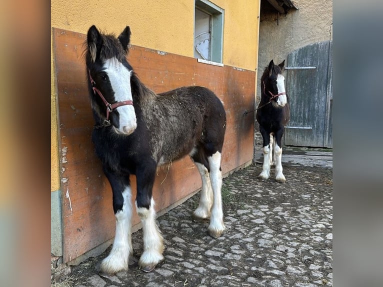 Shire / Shire Horse Giumenta 2 Anni 165 cm Morello in Biberach an der Riß Bergerhausen