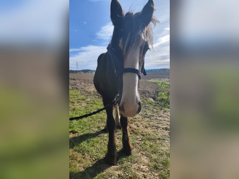 Shire / Shire Horse Giumenta 2 Anni 169 cm Baio scuro in Ried im Innkreis