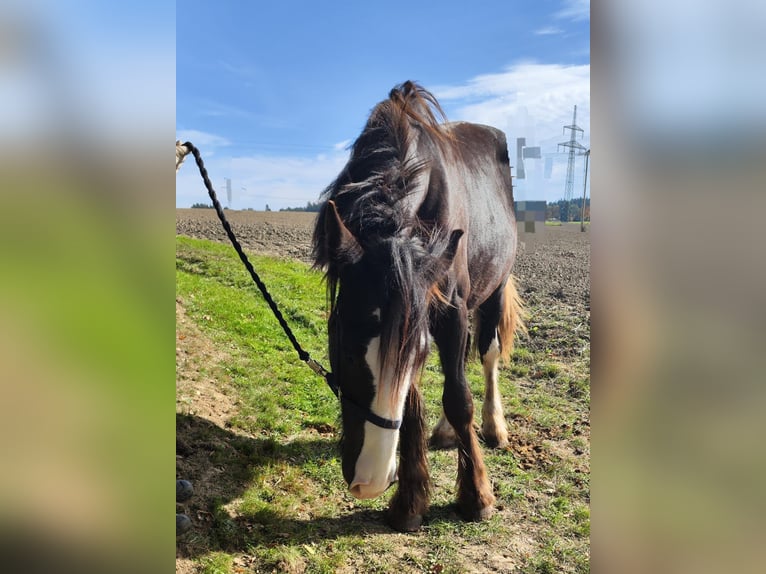 Shire / Shire Horse Giumenta 2 Anni 169 cm Baio scuro in Ried im Innkreis
