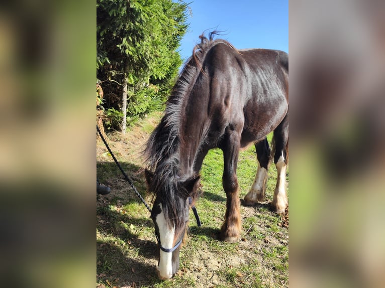 Shire / Shire Horse Giumenta 2 Anni 169 cm Baio scuro in Ried im Innkreis