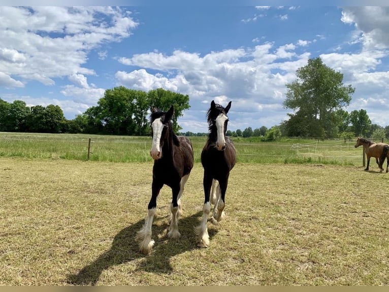 Shire / Shire Horse Giumenta 2 Anni 170 cm Morello in Biberach an der Riß Bergerhausen