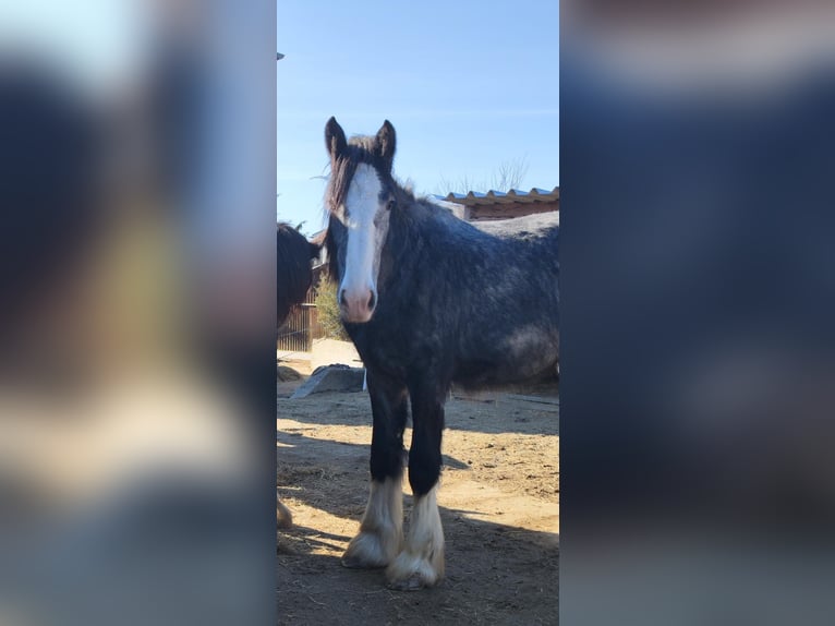 Shire / Shire Horse Giumenta 2 Anni 170 cm Può diventare grigio in Bad F&#xFC;ssing