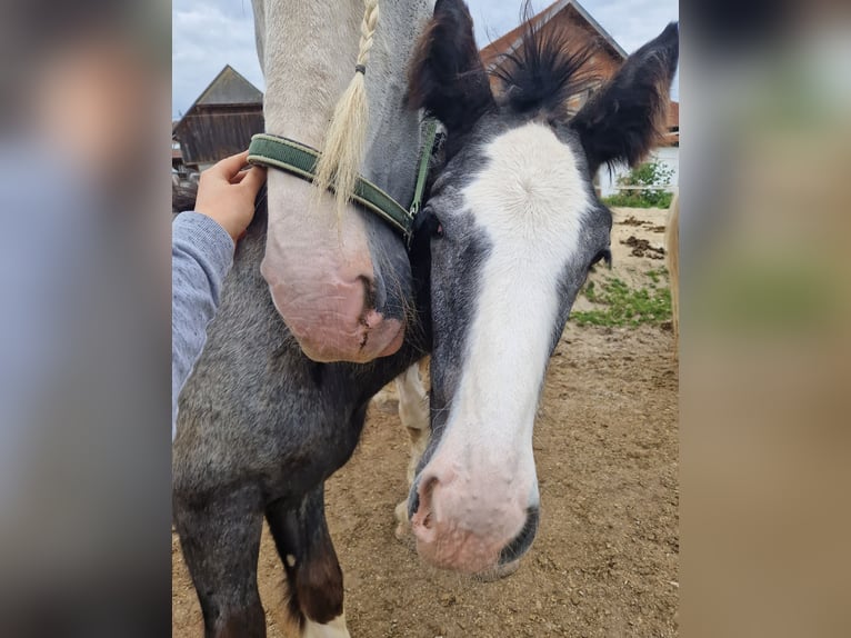 Shire / Shire Horse Giumenta 2 Anni 170 cm Può diventare grigio in Bad F&#xFC;ssing