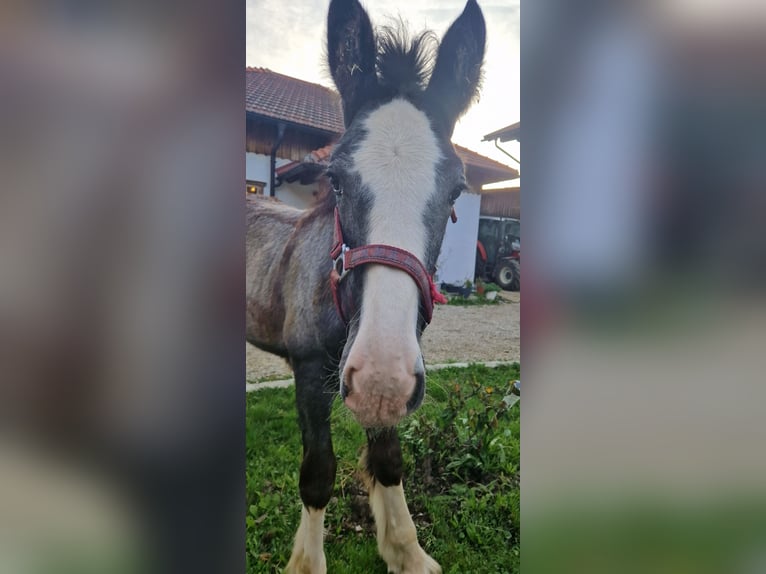 Shire / Shire Horse Giumenta 2 Anni 170 cm Può diventare grigio in Bad F&#xFC;ssing