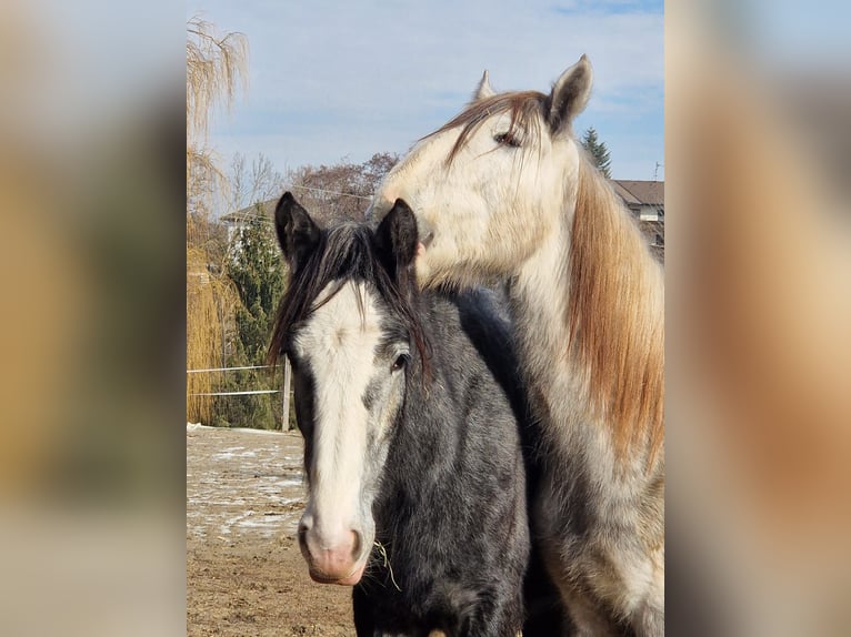 Shire / Shire Horse Giumenta 2 Anni 170 cm Può diventare grigio in Bad F&#xFC;ssing