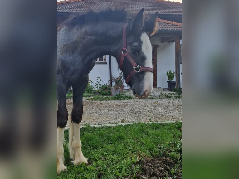 Shire / Shire Horse Giumenta 2 Anni 170 cm Può diventare grigio in Bad F&#xFC;ssing