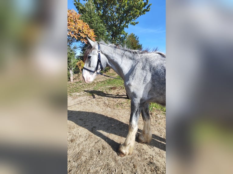 Shire / Shire Horse Giumenta 2 Anni 180 cm Grigio in Ried im Innkreis