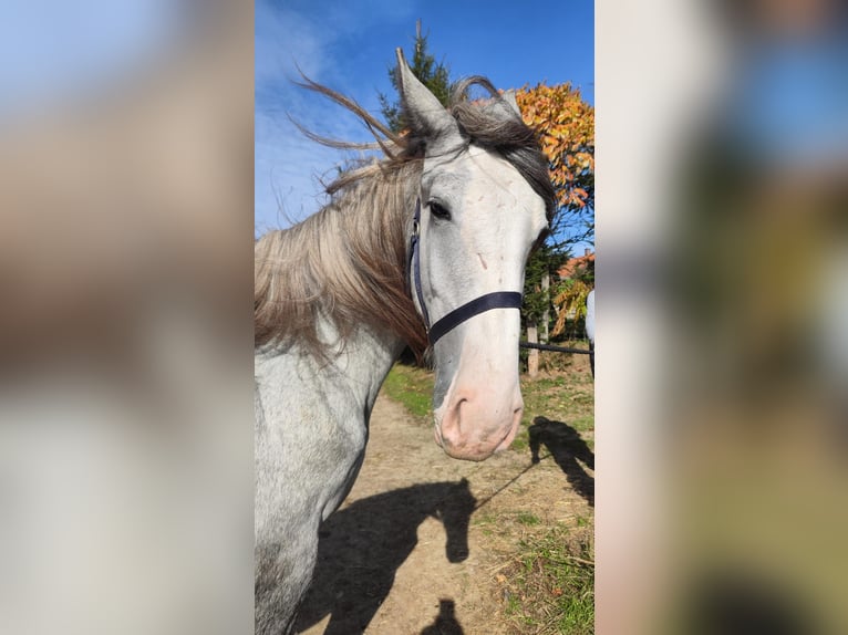 Shire / Shire Horse Giumenta 2 Anni 180 cm Grigio in Ried im Innkreis