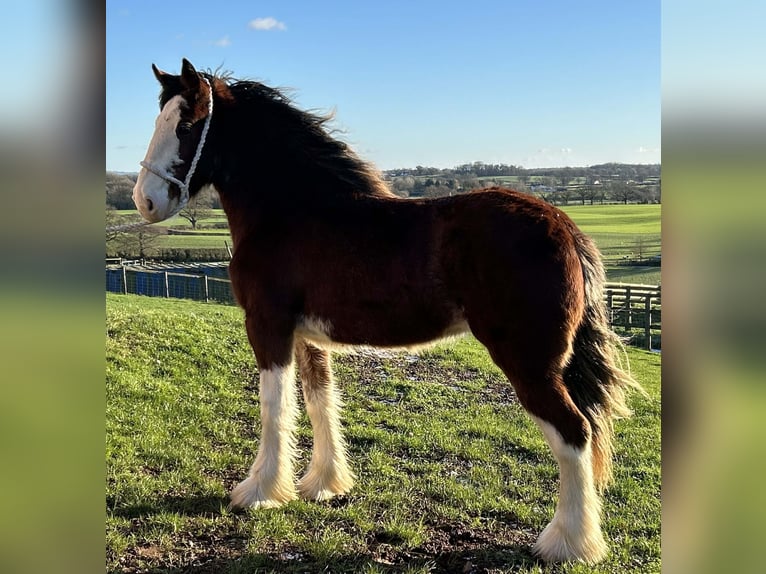 Shire / Shire Horse Giumenta 2 Anni in whitegate