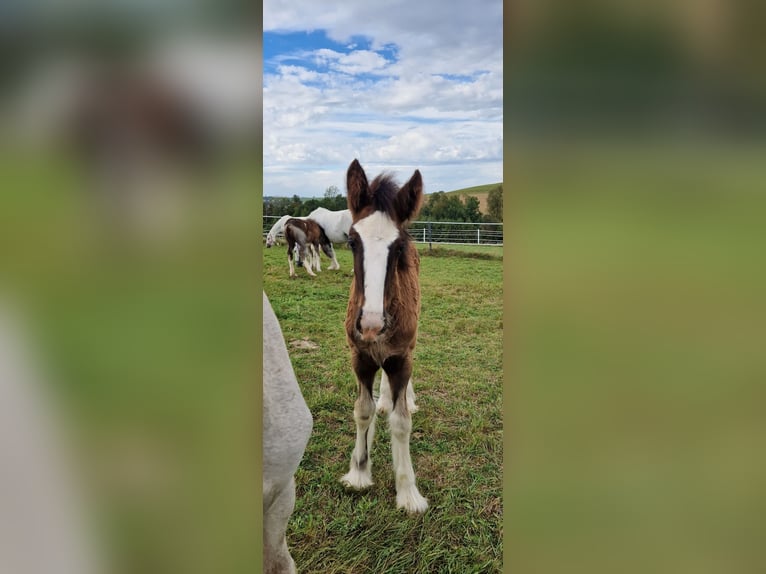 Shire / Shire Horse Giumenta 3 Anni 175 cm Baio in Strohheim