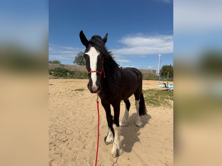 Shire / Shire Horse Giumenta 3 Anni Morello in Złotów