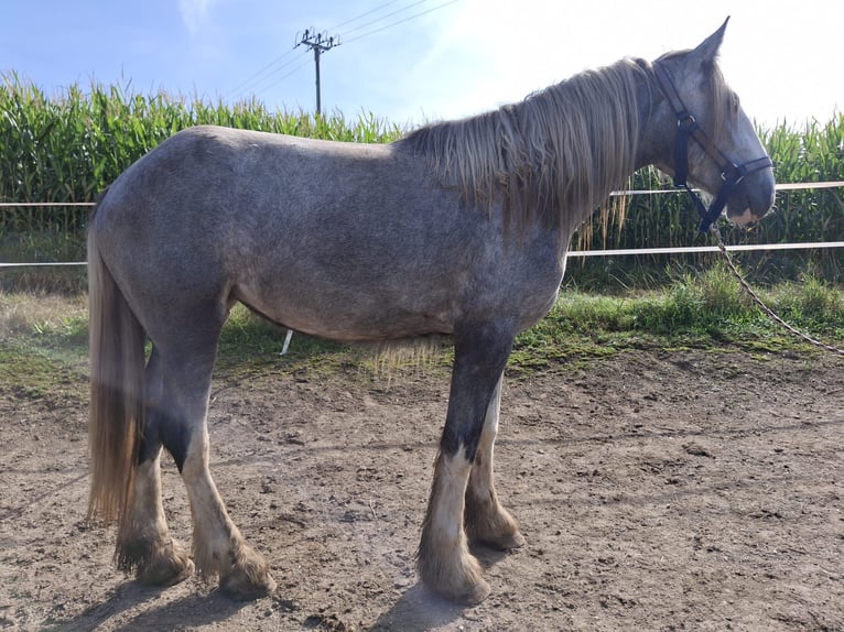 Shire / Shire Horse Giumenta 4 Anni 179 cm Grigio in Ried im Innkreis