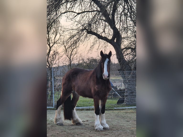 Shire / Shire Horse Giumenta 4 Anni 186 cm Baio in Ziethen Shire / Shire Horse Giumenta 4 Anni 186 cm Baio in Ziethen
