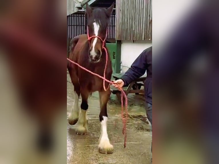 Shire / Shire Horse Giumenta 4 Anni  in marbury