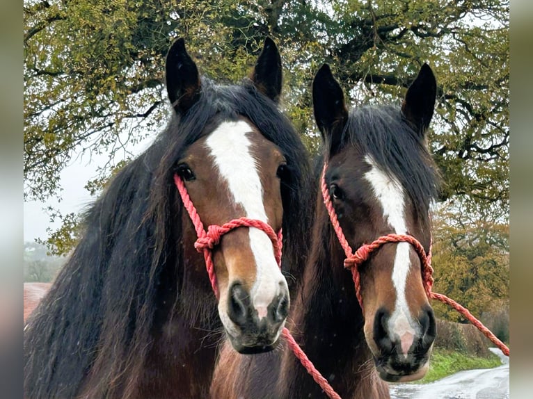 Shire / Shire Horse Giumenta 4 Anni in whitegate