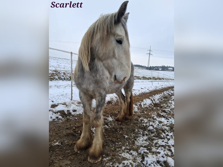 Shire / Shire Horse Giumenta 5 Anni 170 cm Grigio in Ried im innkreis
