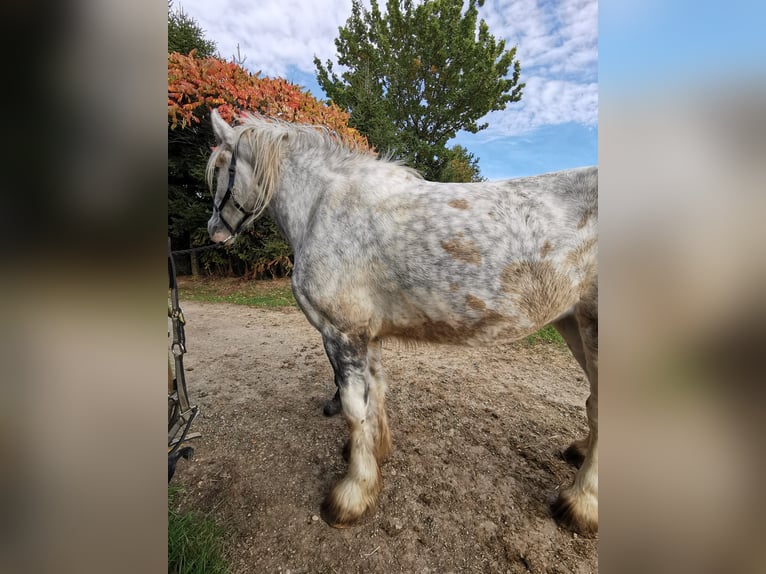 Shire / Shire Horse Giumenta 5 Anni 179 cm Grigio in Ried im Innkreis