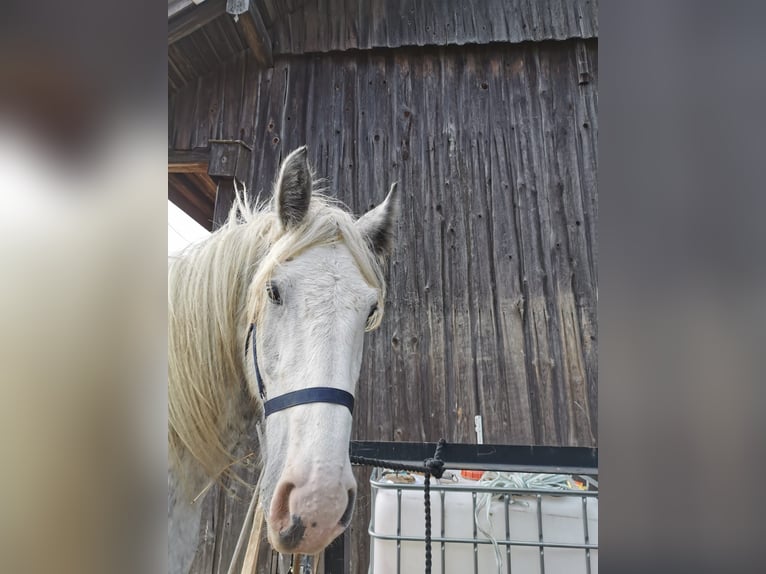 Shire / Shire Horse Giumenta 5 Anni 179 cm Grigio in Ried im Innkreis