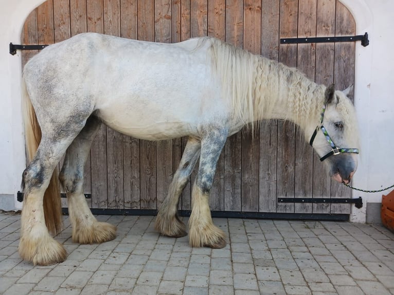 Shire / Shire Horse Giumenta 5 Anni 180 cm Grigio in Ried im Innkreis
