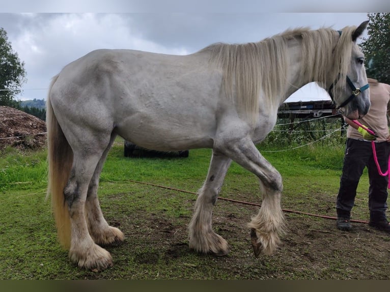 Shire / Shire Horse Giumenta 5 Anni 180 cm Grigio in Ried im Innkreis