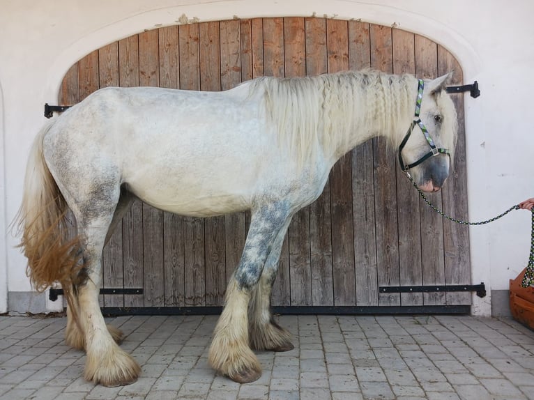 Shire / Shire Horse Giumenta 5 Anni 180 cm Grigio in Ried im Innkreis