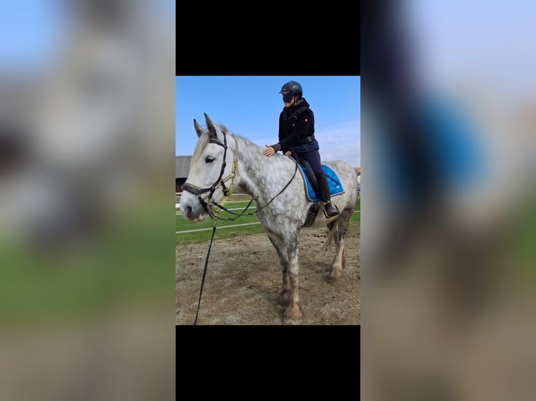 Shire / Shire Horse Giumenta 5 Anni 180 cm Grigio pezzato in Bad Füssing