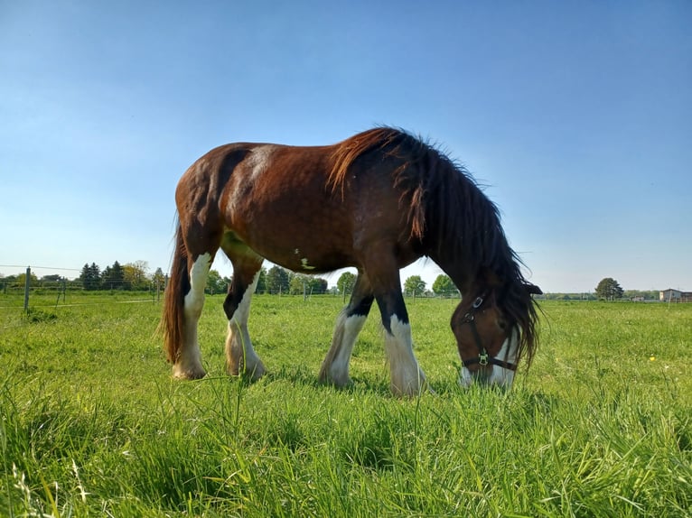Shire / Shire Horse Giumenta 5 Anni 184 cm Baio in Düren